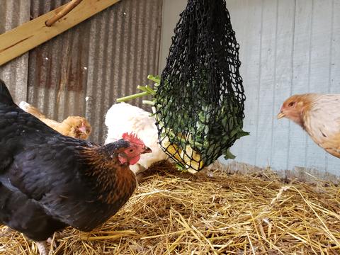 Chicken Treat Bag