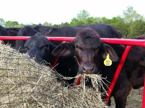 Livestock Round Bale Hay Net